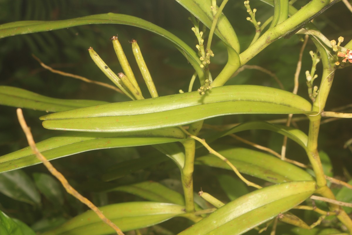 Acampe ochracea (Lindl.) Hochr.